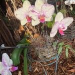 Phalaenopsis spp. Žiedas