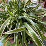 Chlorophytum capense Leaf