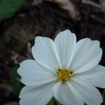 Cosmos bipinnatusBlüte