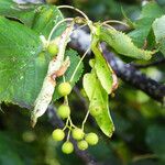 Tilia cordata Hedelmä