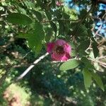 Rosa pendulina Цвят