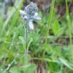 Veronica bellidioides Blomst