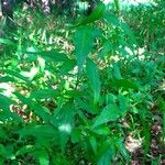 Persicaria hydropiper Habit