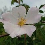 Rosa agrestis फूल