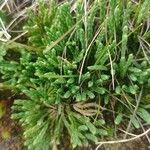 Lycopodium alpinum 叶