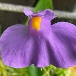 Utricularia longifolia Flor