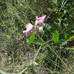 Lathyrus latifoliusKvet