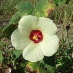 Hibiscus vitifolius Kwiat