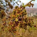 Curatella americana Fruit