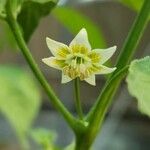 Capsicum baccatum Flor