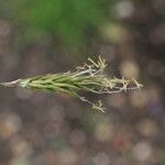 Carex leporina Λουλούδι