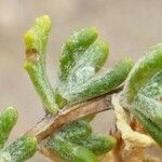 Senecio potosianus Other
