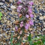 Stachys alpina Květ