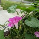 Ipomoea purpureaFlower