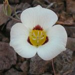 Calochortus leichtlinii Flower