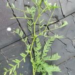 Prosopis juliflora Leaf