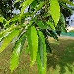 Quercus acutissimaBlad