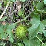 Marah fabacea Fruit