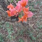 Bougainvillea spectabilisЦвят