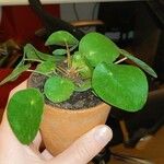 Pilea peperomioides ᱥᱟᱠᱟᱢ