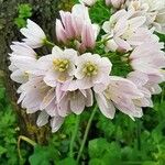 Allium massaessylum Fula