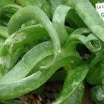 Glottiphyllum linguiforme Fuelha