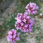 Verbena brasiliensis Blomma