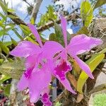 Cattleya warneri Květ