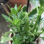 Kalanchoe laciniata ഇല