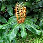 Hedychium gardnerianum Blomst