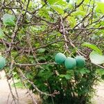 Prunus domestica Фрукт
