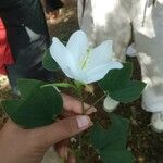 Bauhinia acuminata ফুল