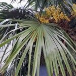 Trachycarpus fortunei Foglia