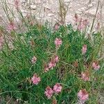 Onobrychis arenaria Flors