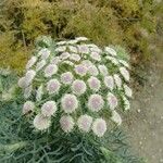 Seseli gummiferum その他の提案
