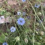 Nigella damascenaBlomma