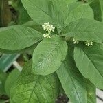 Psychotria punctata Liść