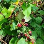 Rubus gratusFruit