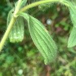 Sideritis montana Leaf