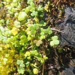 Ranunculus hederaceus Yaprak