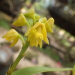 Polystachya pyramidalis Flower
