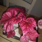 Begonia rexBlatt