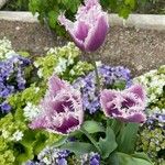 Tulipa lortetii പുഷ്പം