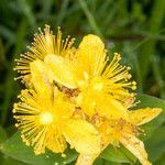 Hypericum maculatum Floare