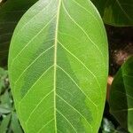 Ficus altissima List
