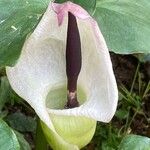 Arum idaeum Квітка