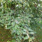 Tilia cordata Lehti