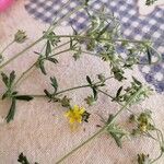 Potentilla inclinataFlower