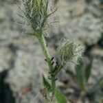 Hieracium villosum Flower