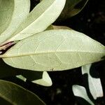 Gmelina evoluta Hoja